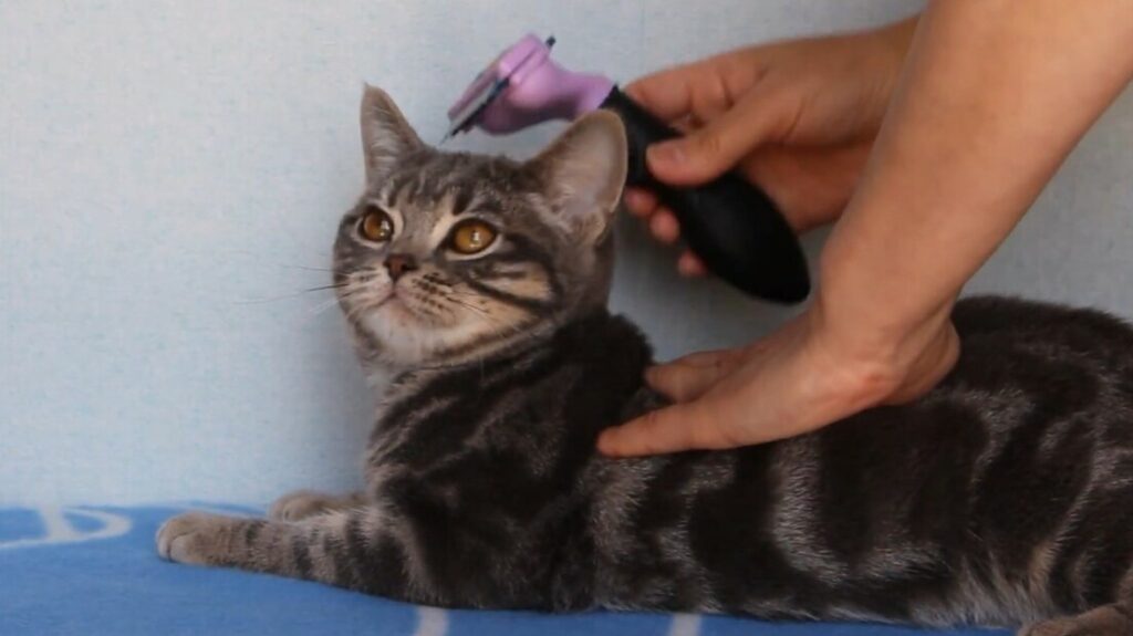 猫のブラッシングでおすすめの仕方を解説【ファーミネーター編】 アメキャッツblog