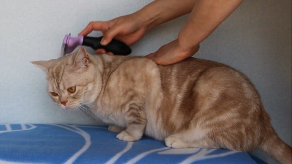 猫のブラッシングでおすすめの仕方を解説【ファーミネーター編】 アメキャッツblog