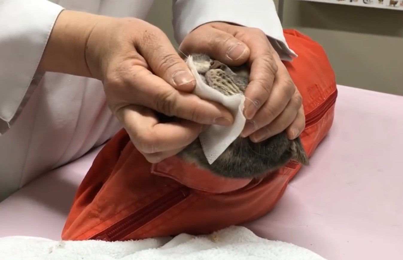 猫 顎 ニキビ 毛 を 剃る