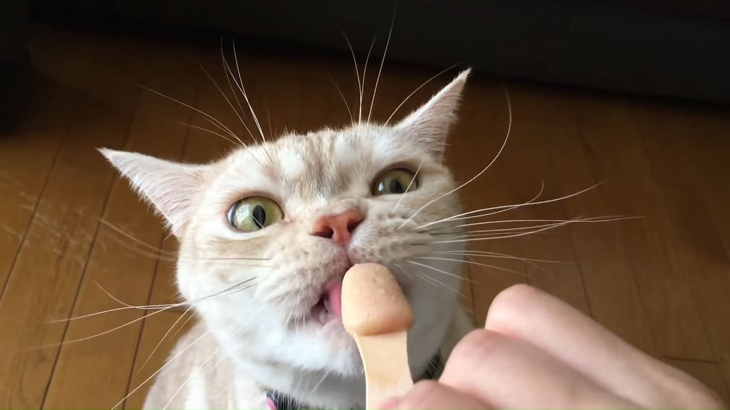 チュールアイスを夢中で食べる猫