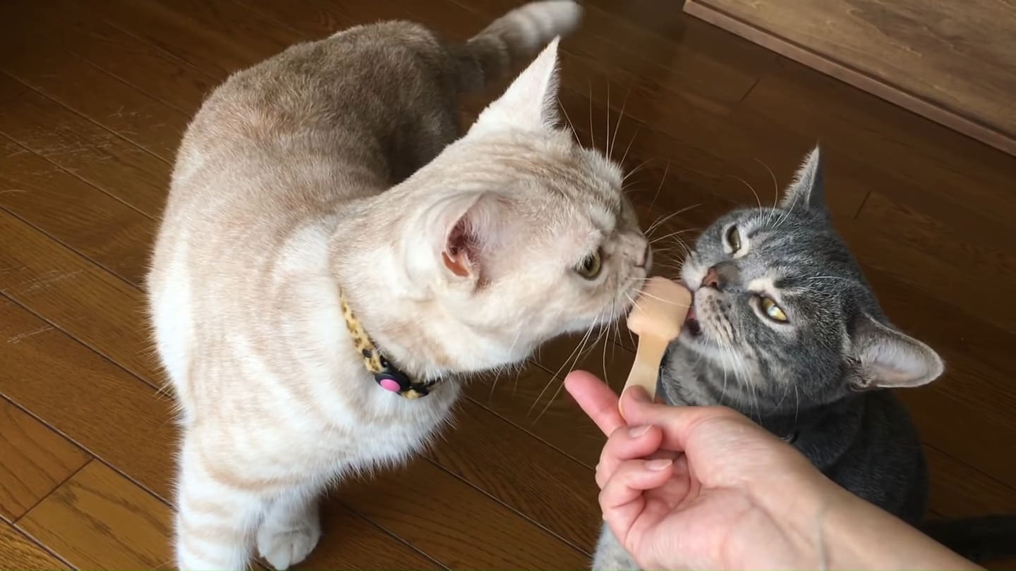 チュールアイスを食べてる猫たち