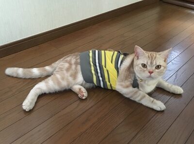 猫の避妊手術 手作りの術後服を着せたら猫が歩けなくなりました アメキャッツblog