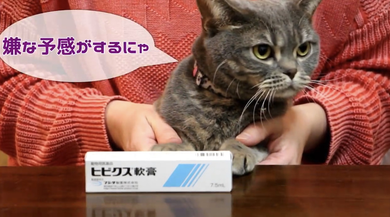 猫ニキビ治療　ヒビクス軟膏と猫