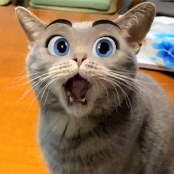 ペットの猫だってディズニー顔になれる アプリで大変身したら大爆笑 アメキャッツblog